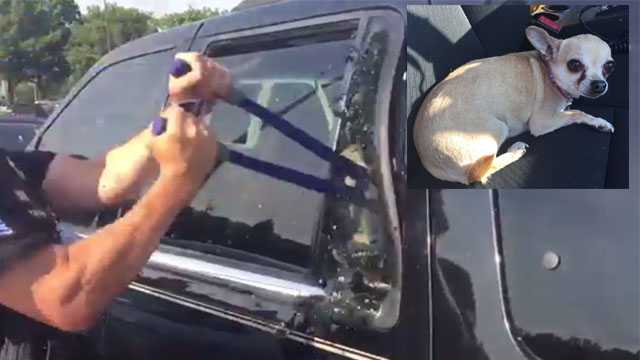 Watch: Officers smash window to rescue distressed dog left in hot car