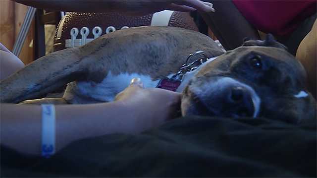 Seasonal city parks worker stabs dog in chest, police say