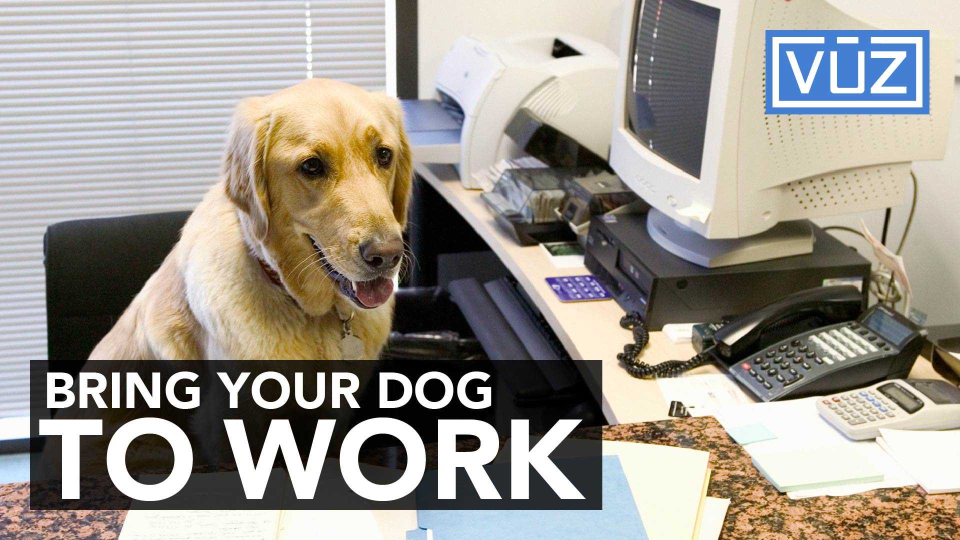 Bringing your dog to work is beneficial to both employees AND employers