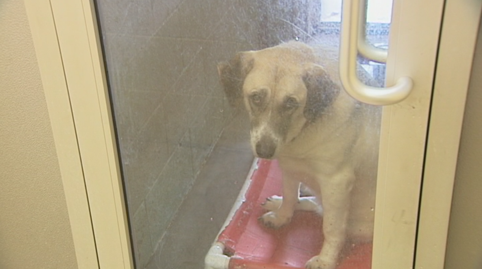 Dog walks 20 miles twice to find family that moved, couldn't keep her