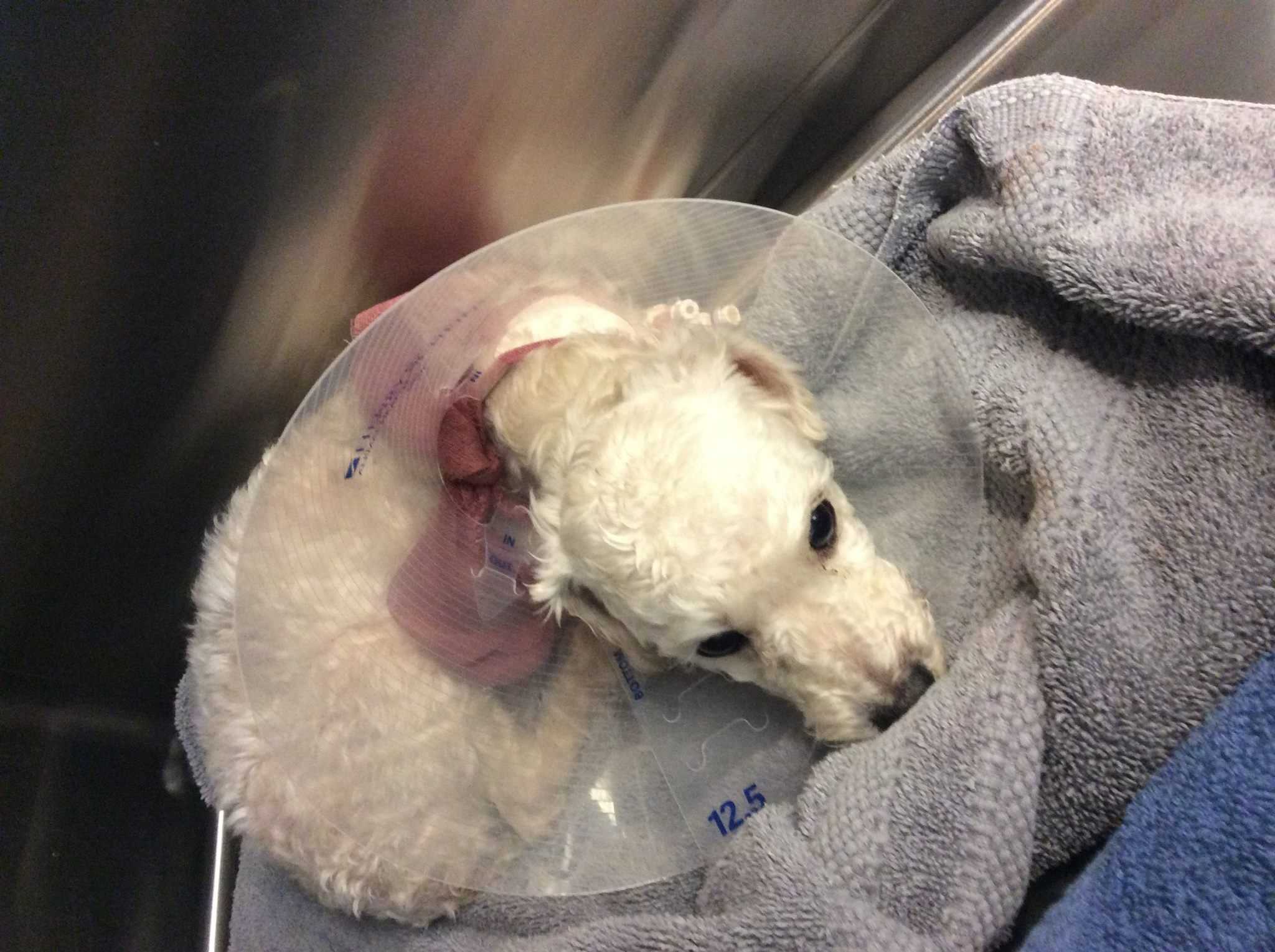 Police searching for owner who abused, dumped dog in Harrison Hills Park