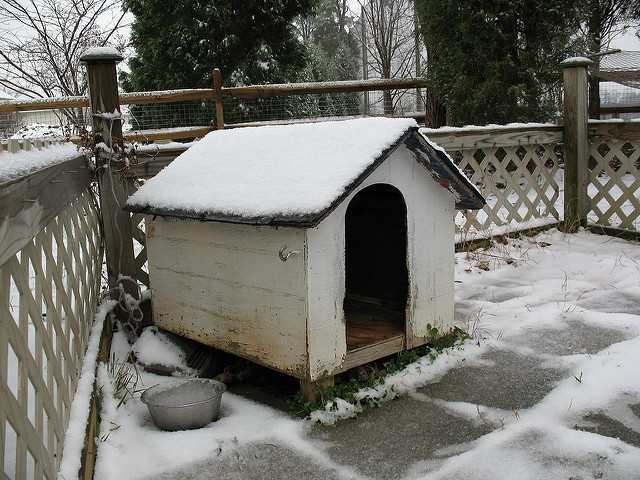 Dog found 'frozen solid,' chained inside its doghouse