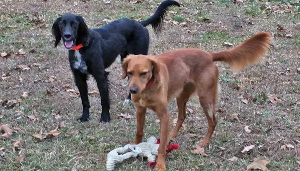 Owners: Pack of dogs sneaks in through doggy door, kills pair of Irish setters