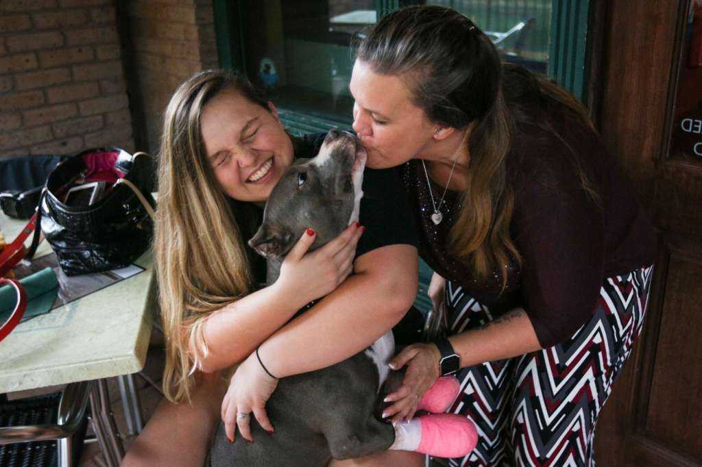 Pitbull recovering after front paws were 'cut off'