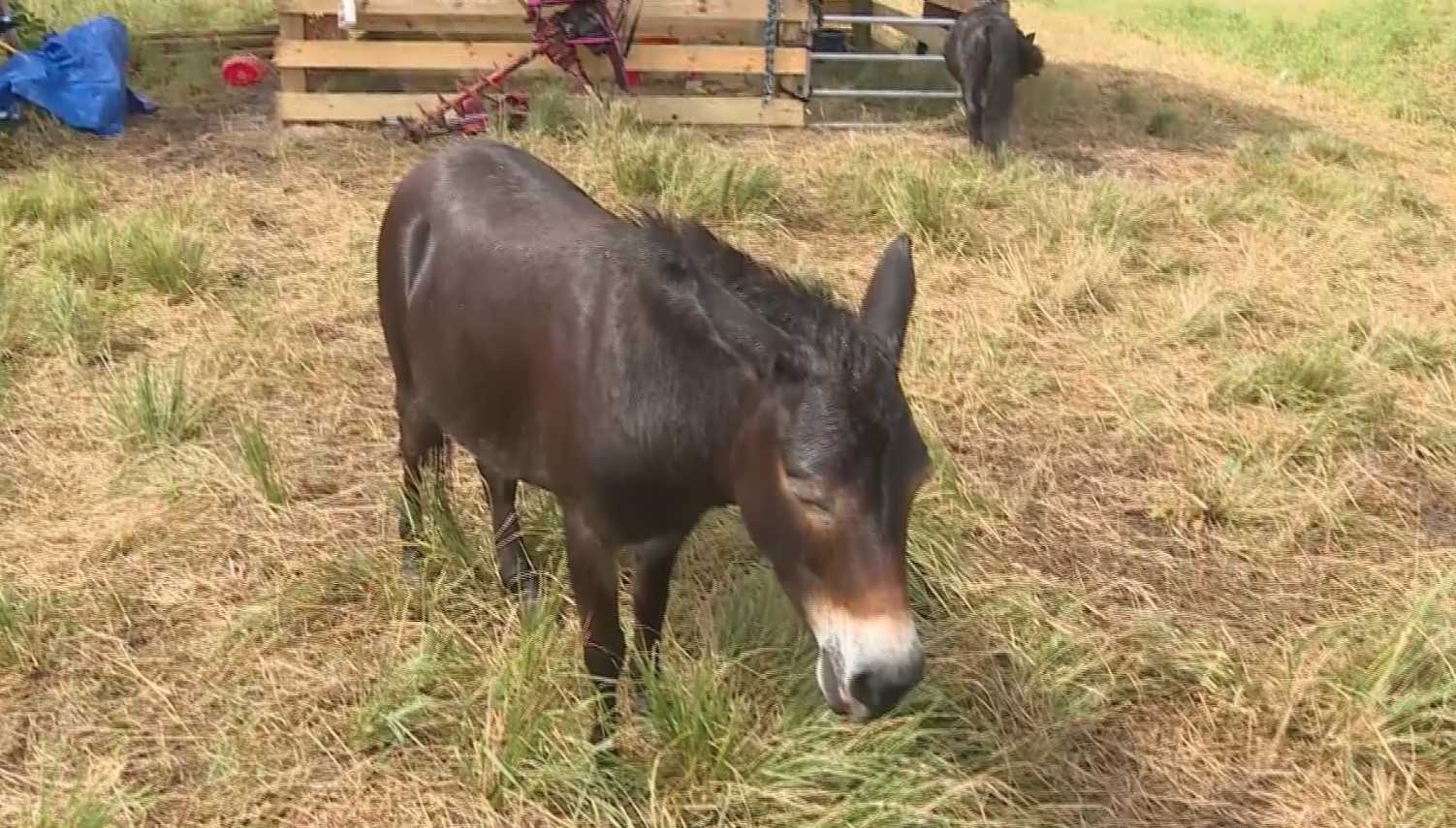 Donkey being called a hero for saving a family from a pack of wild dogs