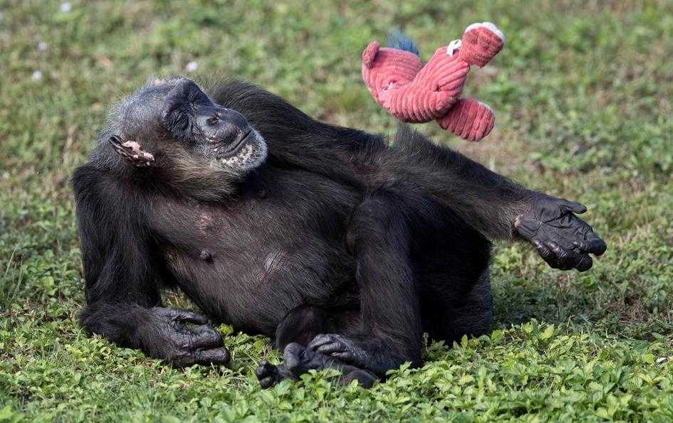 The oldest living chimpanzee has died