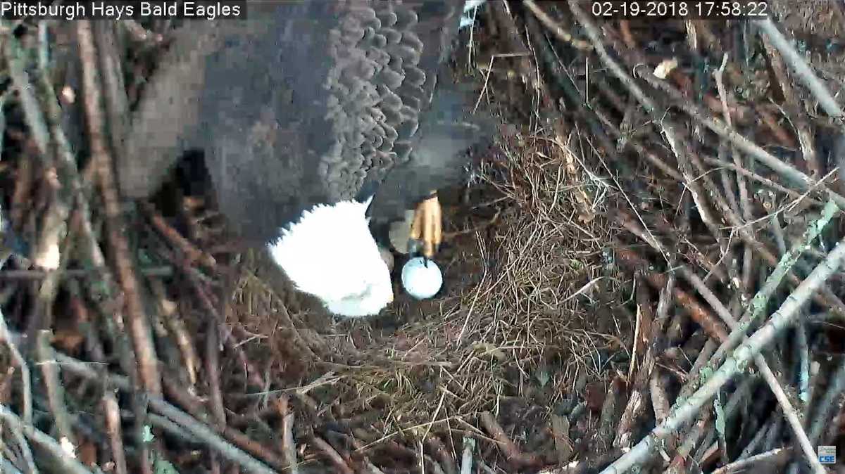 Three eggs now in Hays bald eagle nest; live cam running 24/7