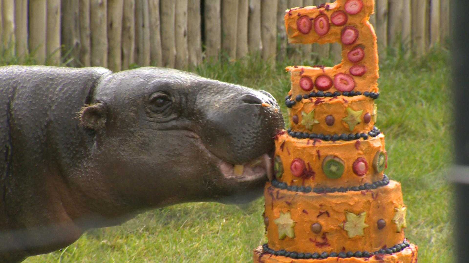 Birthday treat for hippo