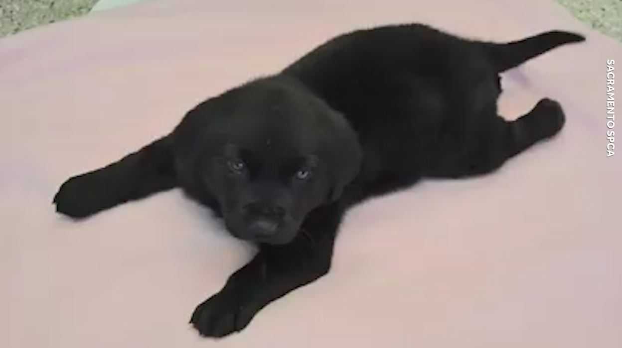 Remember Bueller? Meet Duckie at Sacramento SPCA