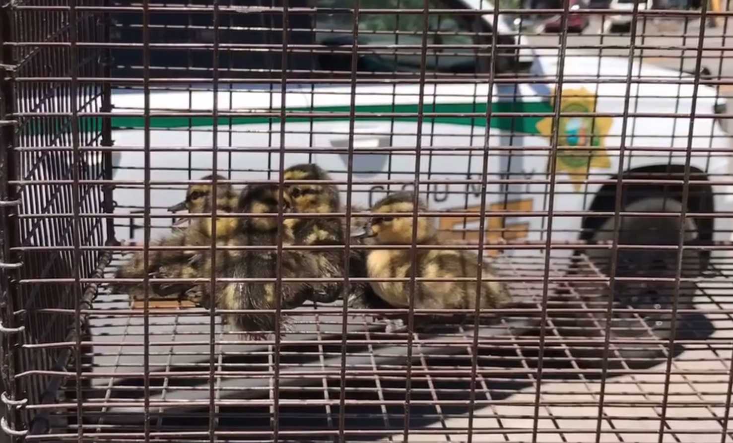 Adorable, fuzzy ducklings saved crossing busy Tahoe road