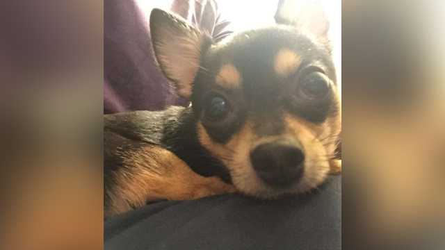 Police: Man throws dog from 7th floor of parking garage after breaking into car