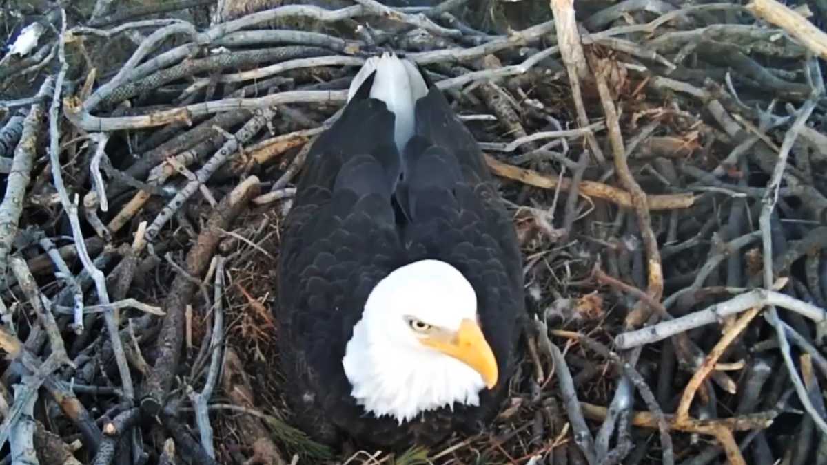 WATCH LIVE: California bald eagle eggs ready to hatch