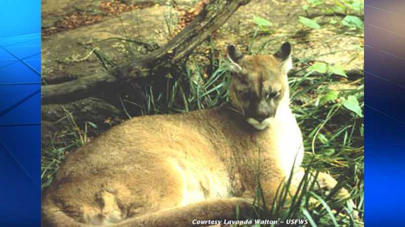 Eastern cougar declared extinct, removed from protected species list