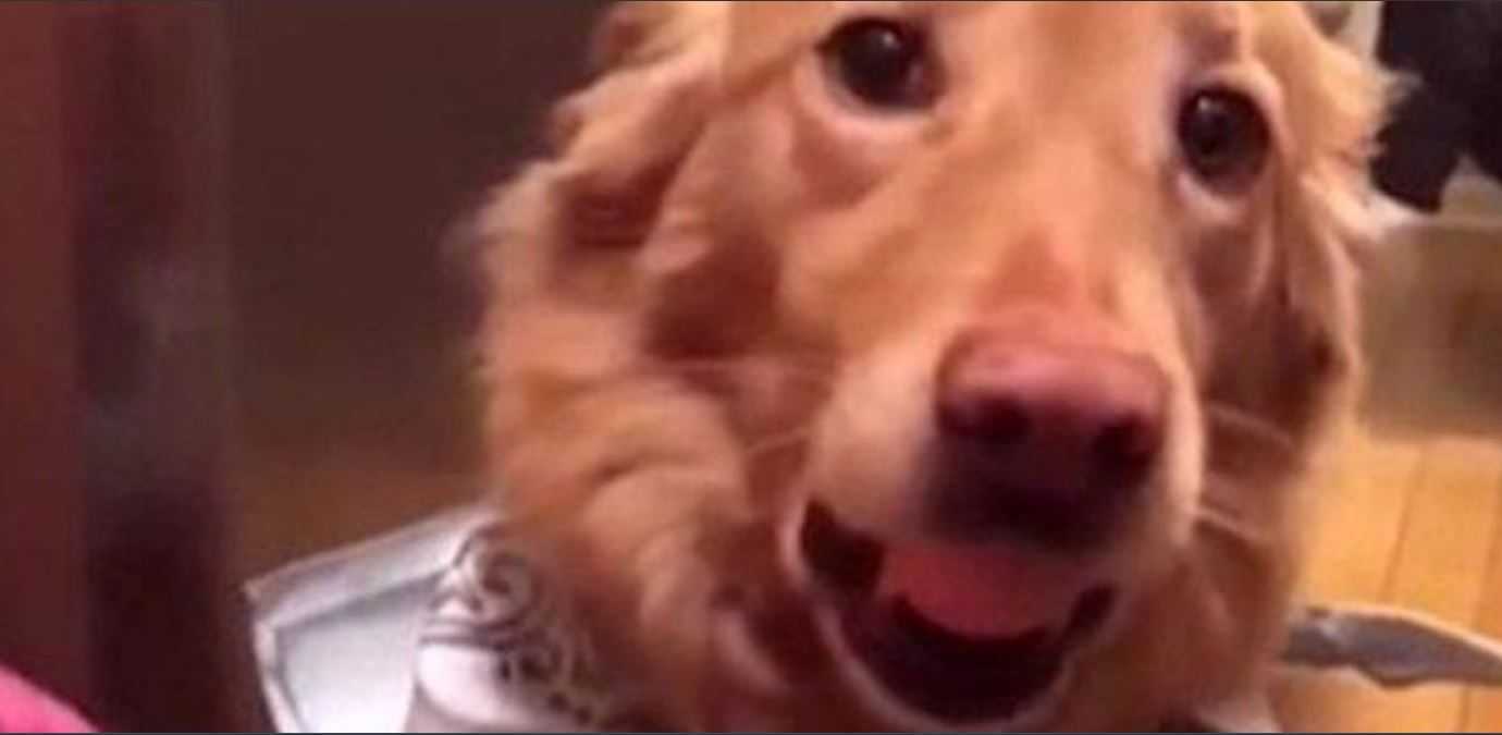 People are putting eggs in their dogs' mouths for the funniest reason