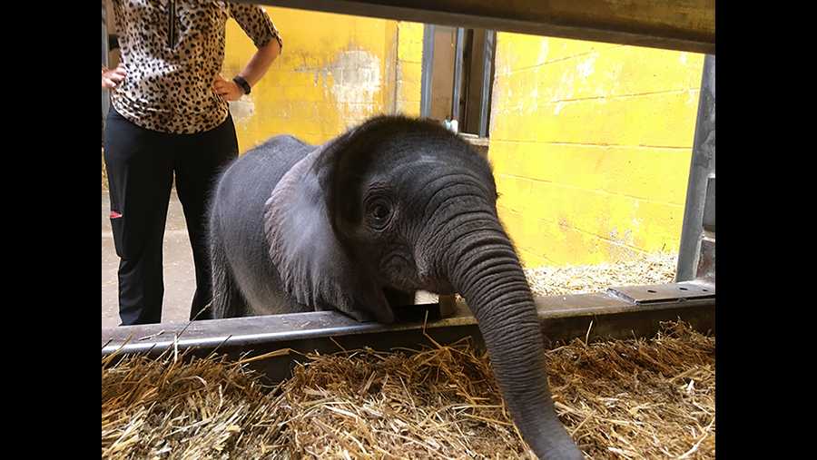 Visitors can see Pittsburgh Zoo's new elephant calf this week