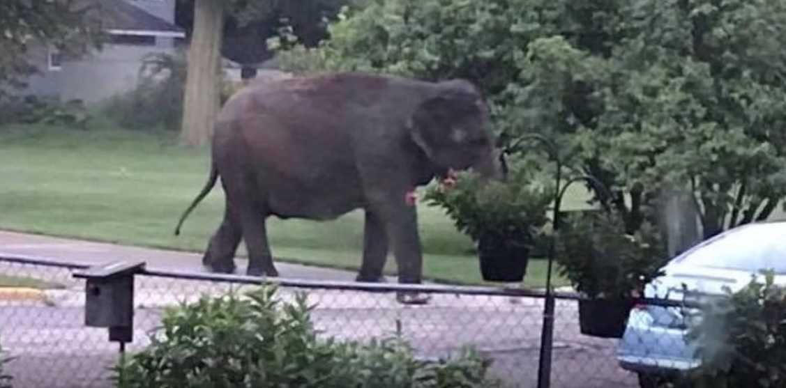 Circus elephant spotted strolling down city street