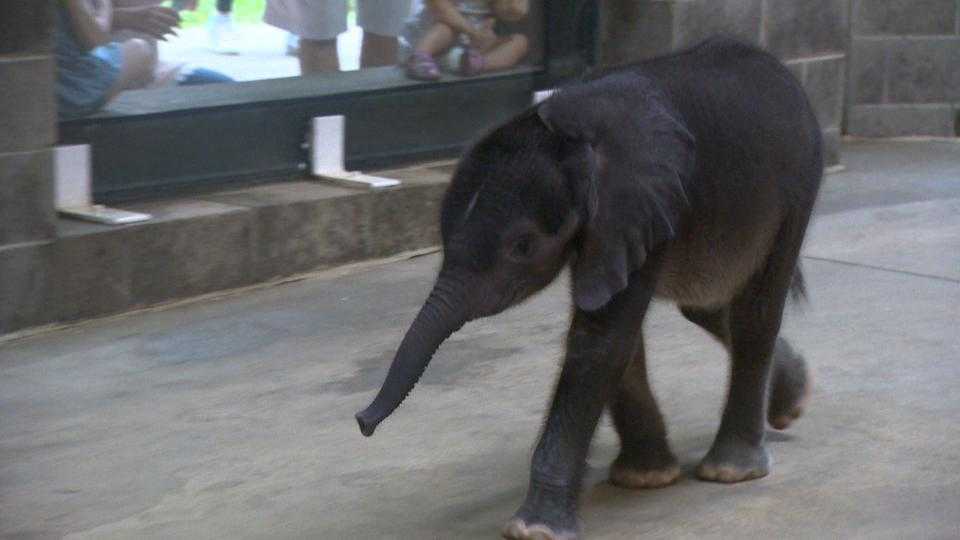 'Our hearts are broken': Premature elephant calf dies amid struggle to gain weight