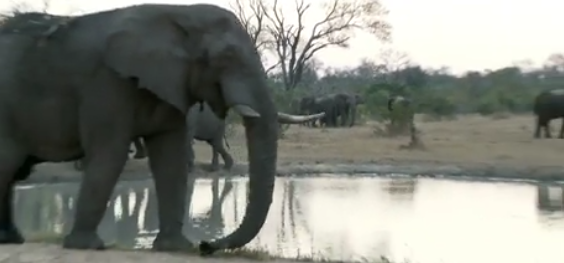 Big game hunter crushed by elephant