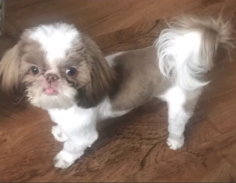 'Bring us our baby back': Emotional support dog stolen during home invasion