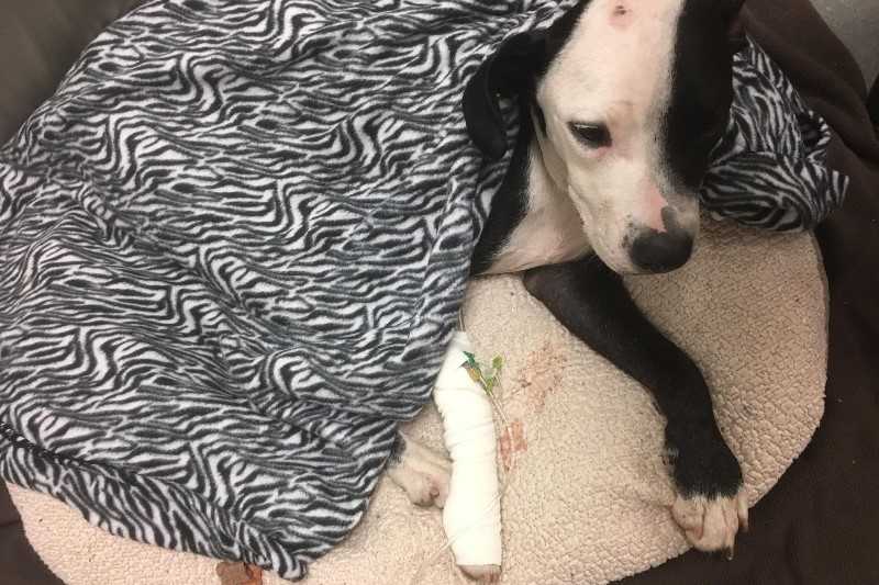 Man arrested after dragging injured dog down driveway, police say