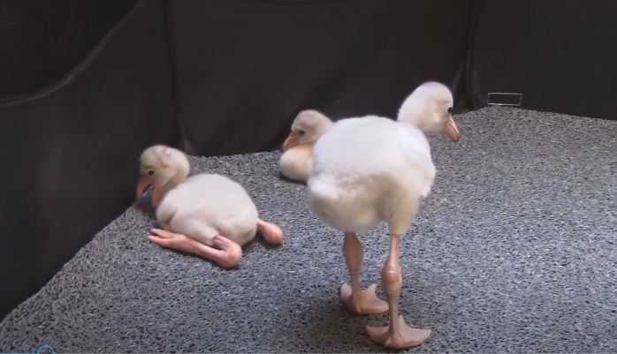 Flamingos hatch at Sacramento Zoo for 1st time since 1999