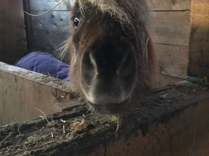 Animal rescue group raising money for Richard the Pony's new penis