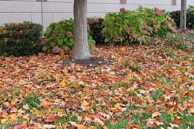 Follow this method and clear fall leaves the easy way