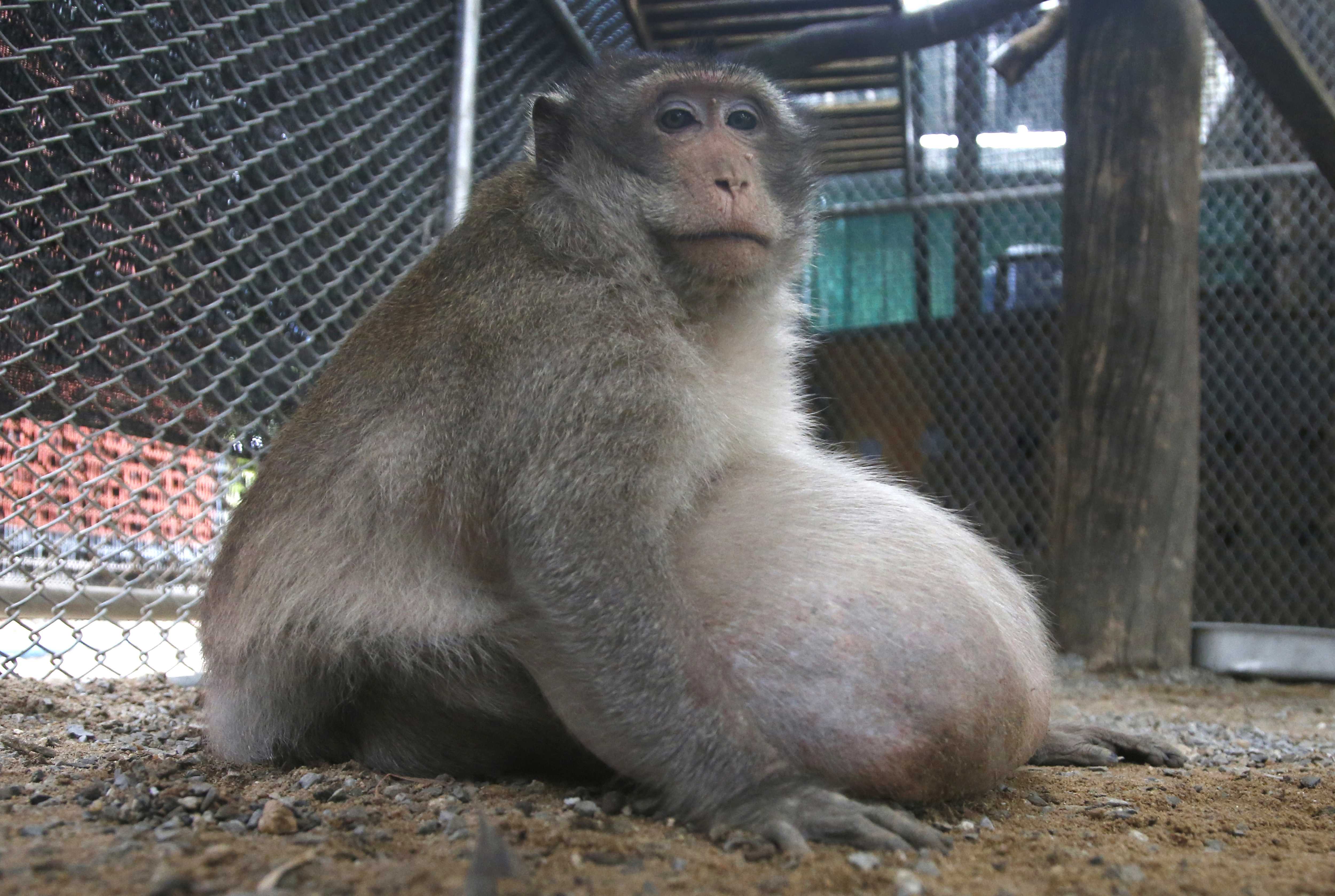 Authorities in Thailand put this morbidly obese monkey on a diet
