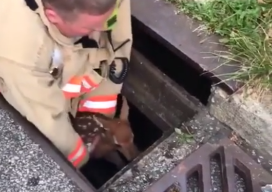 Firefighter rescues adorable baby deer from sewer