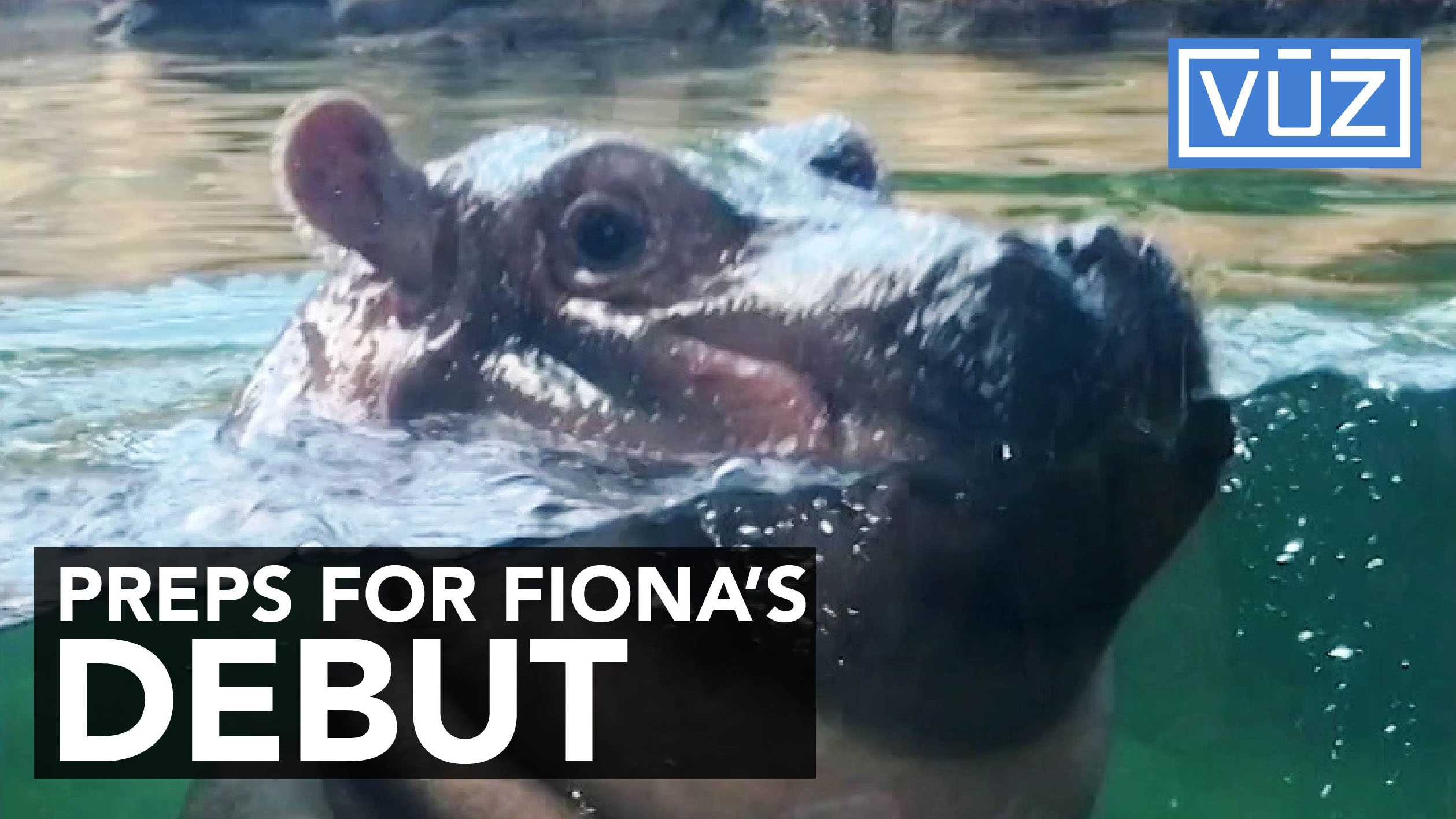 Zoo gets ready for Fiona's public debut