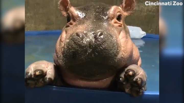 Cincinnati Zoo celebrates Fiona's 4-month birthday - WLWT Cincinnati