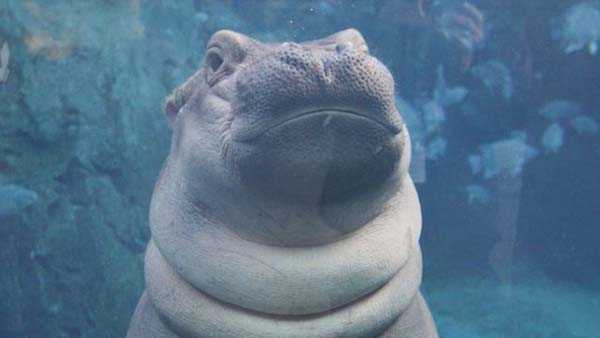 Famed hippo makes Super Bowl pick