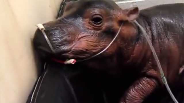 How the world fell in love with Fiona the hippo