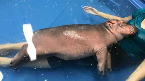Cincinnati Zoo caretakers preparing for Fiona to outgrow them - WLWT Cincinnati