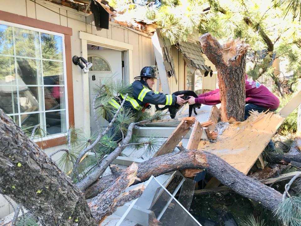 Tree crashes into South Lake Tahoe home, cat rescued