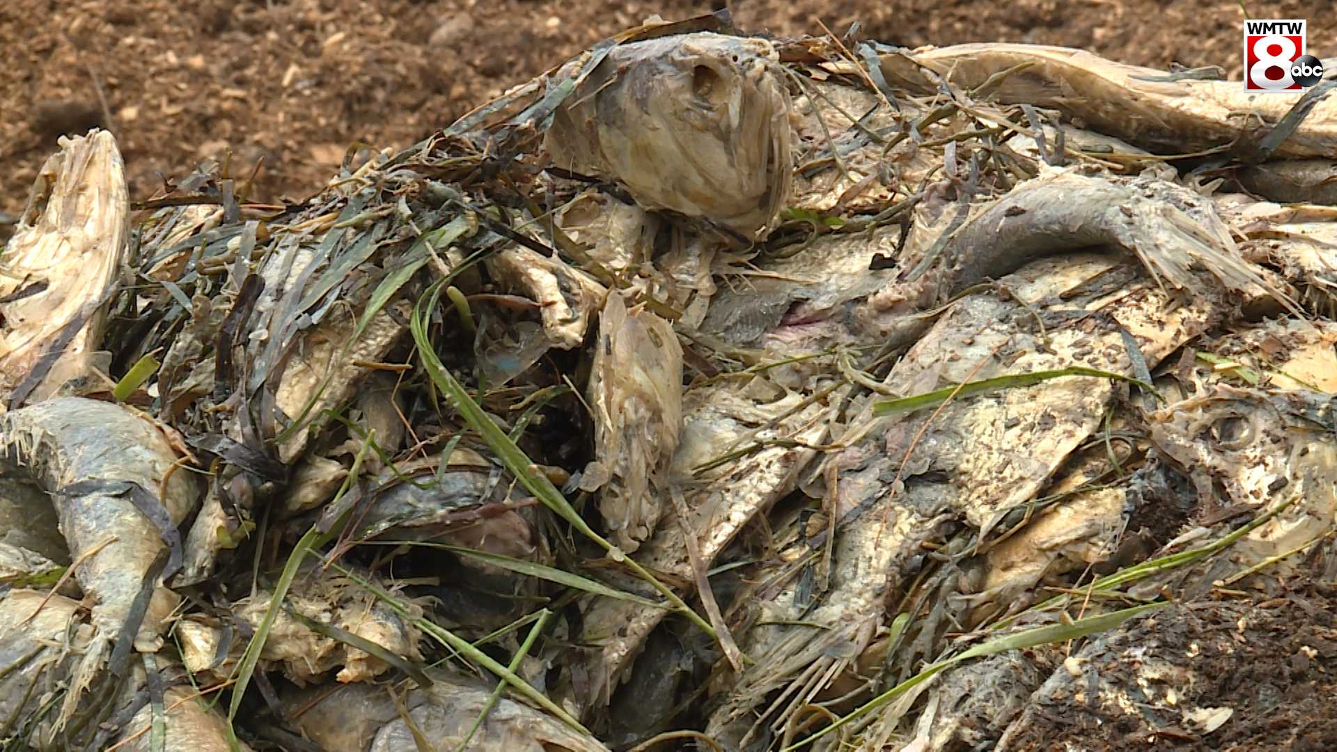 Thousands of dead fish create awful stench in Maine