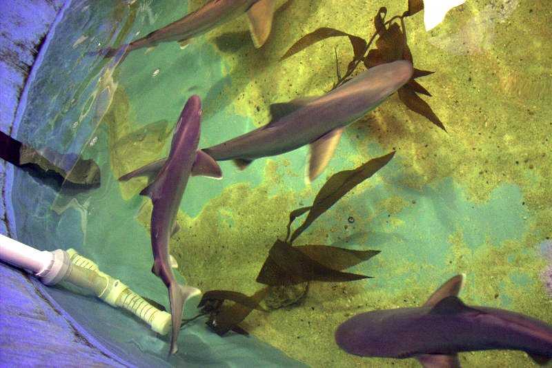 Something fishy: 7 live sharks, 3 dead ones found in home’s basement pool