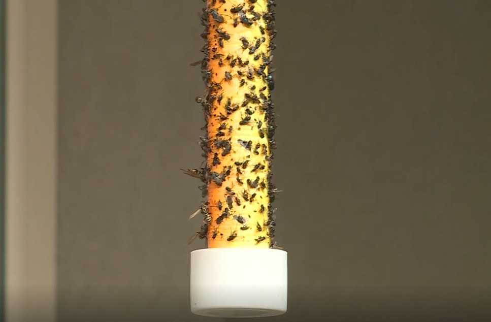 Lords of the Flies; Thousands of insects descend on neighborhood homes