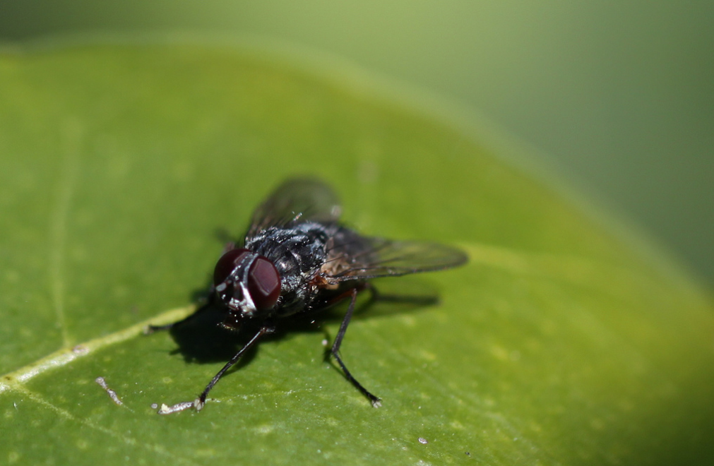 New study finds that flies are even grosser than we thought