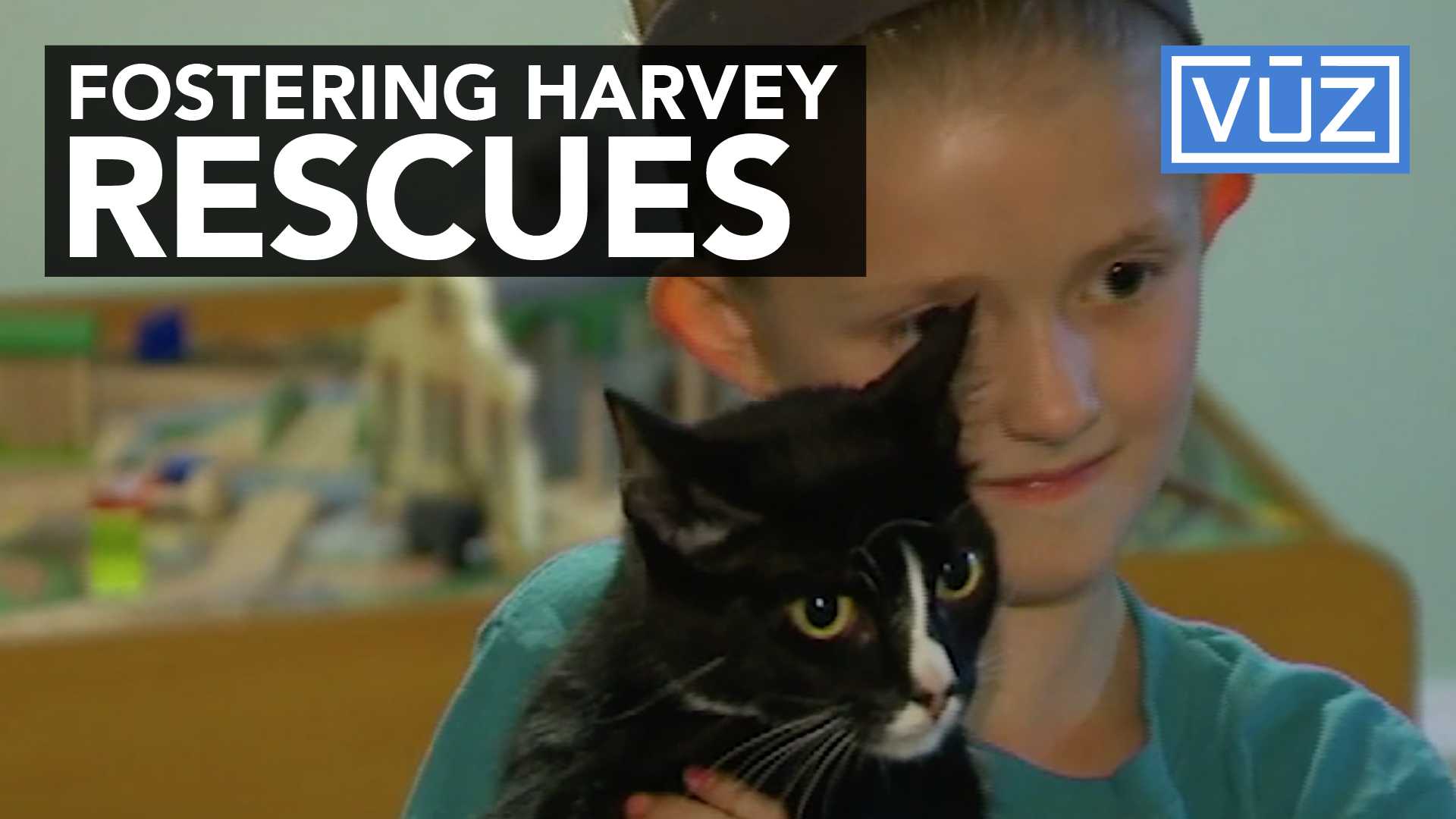 Animals rescued from hurricane Harvey are being brought to Cincinnati