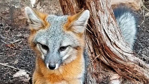 New Mexico man who freed fox may face charges