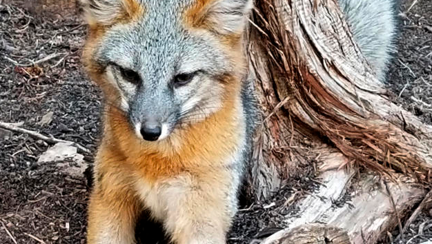 New Mexico man who freed fox may face charges
