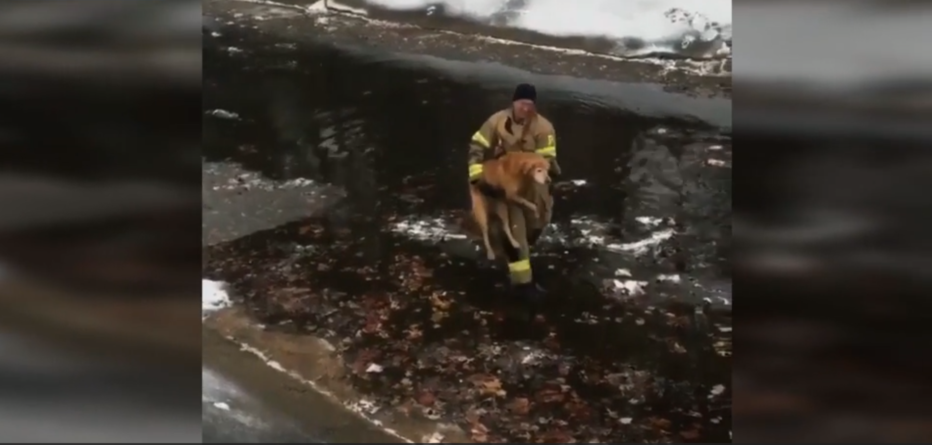 Firefighter rescues stranded, cold Golden Retriever from freezing water
