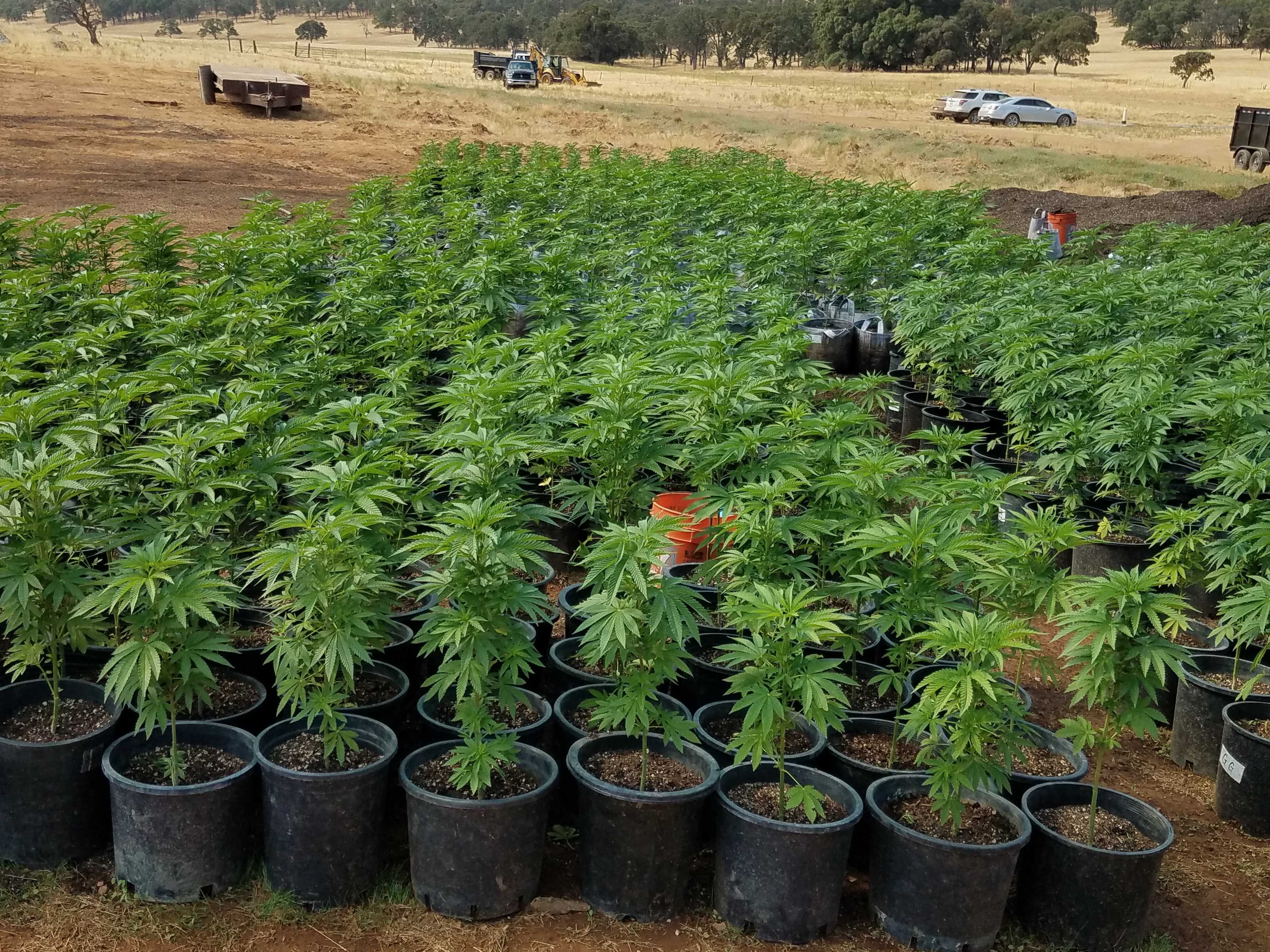 Calaveras County pot bust hits Rastafarian church, leaders say