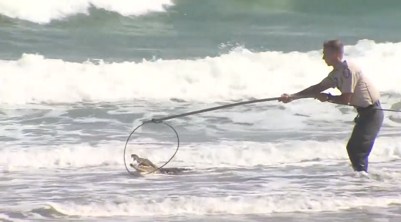 Video: 6-foot crocodile caught on Florida beach