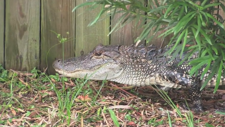 Gator captured in Cocoa