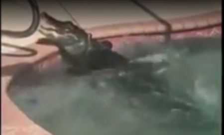 Gator takes Memorial Day dip in backyard pool