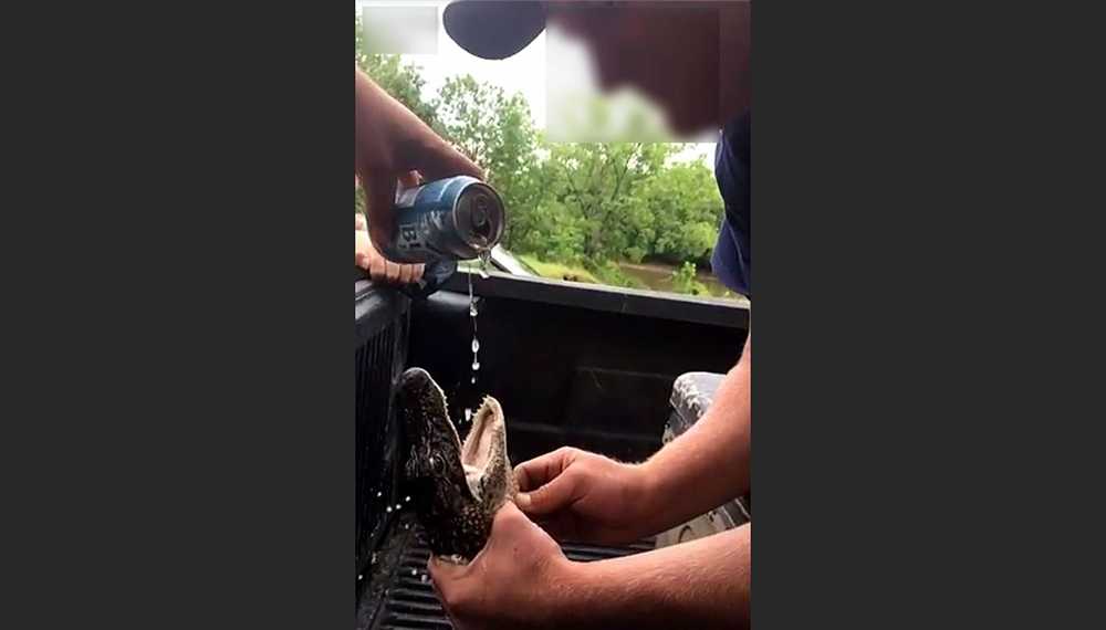 Officials investigate photos of gator forced to drink beer