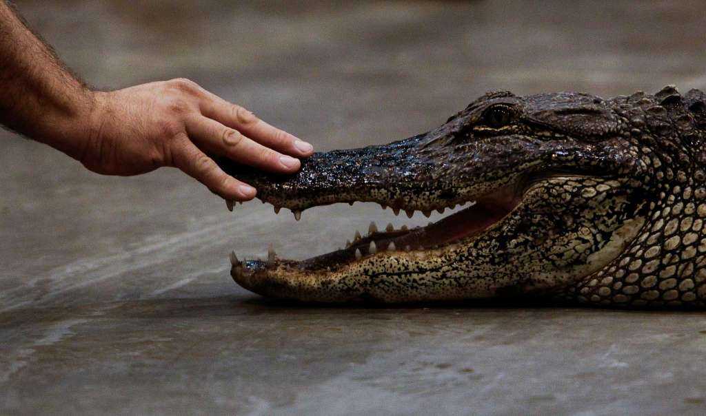 Gators spotted around flooded Houston areas