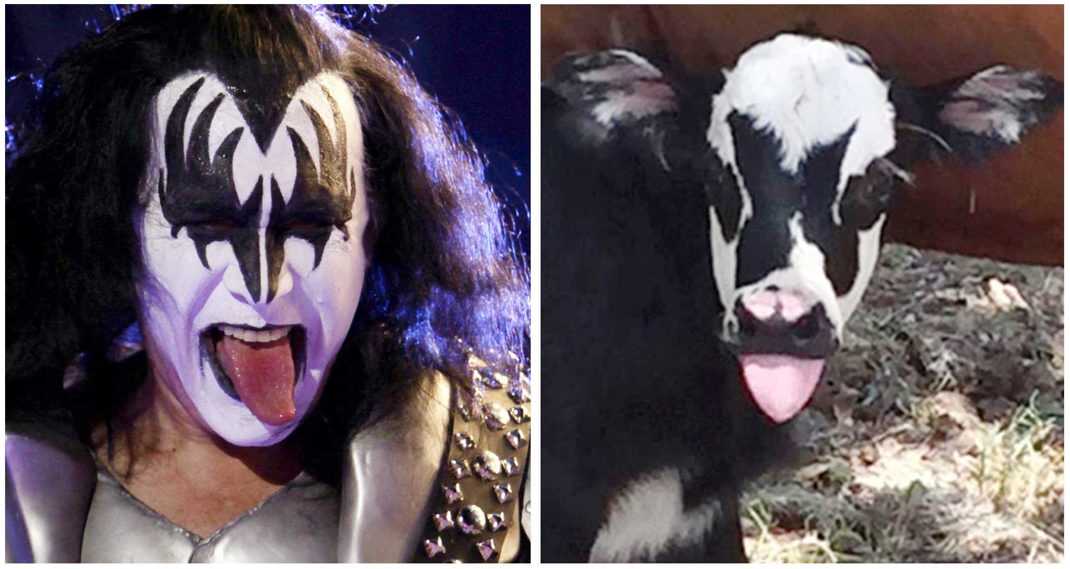 This calf is not a rock star, it just looks like one